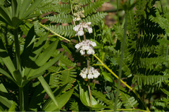Collinsia tinctoria