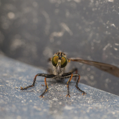 Neoitamus socius
