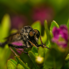 Neoitamus socius