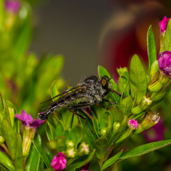 Neoitamus socius