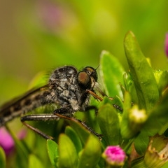 Neoitamus socius