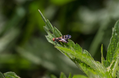 Ceroxys urticae