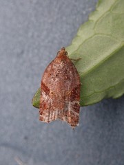 Acleris laterana