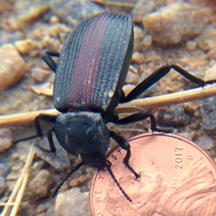 Eleodes suturalis