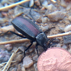 Eleodes suturalis