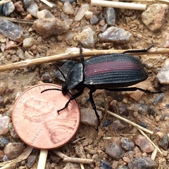 Eleodes suturalis