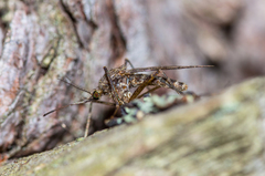 Culiseta bergrothi
