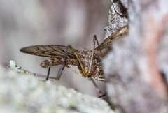 Culiseta bergrothi