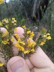 Dillwynia floribunda