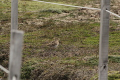 Gallinago magellanica