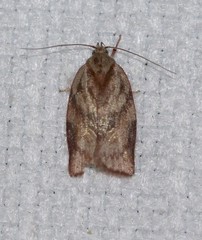 Euchaetis crypsichroa