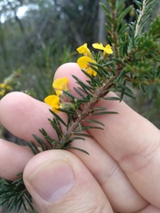 Dillwynia floribunda