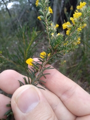 Dillwynia floribunda