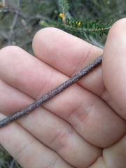 Dillwynia floribunda