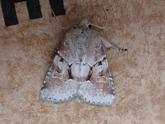 Oligia minuscula
