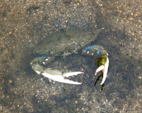 Callinectes sapidus