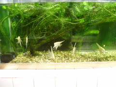 Pterophyllum scalare