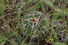 Echinofossulocactus dichroacanthus