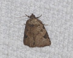 Meritastis ursina