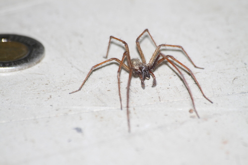 Giant House Spider