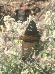 Apyrrothrix araxes