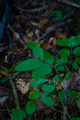 Lonicera canadensis