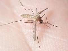 Culex pipiens