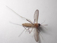 Culex pipiens