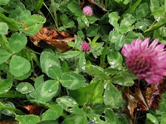 Trifolium pratense