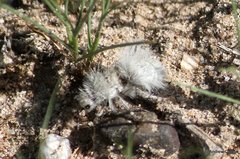 Dasymutilla gloriosa