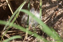 Dasymutilla gloriosa