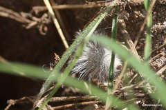 Dasymutilla gloriosa