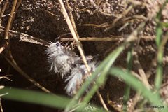 Dasymutilla gloriosa