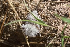Dasymutilla gloriosa