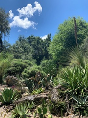 Agave obscura