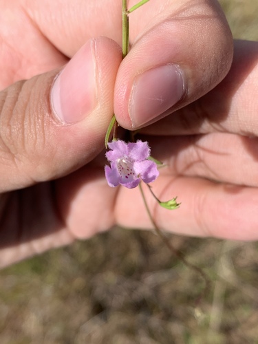 Roundstem false foxglove (Agalinis gattingeri)