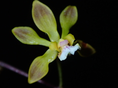 Encyclia gonzalezii