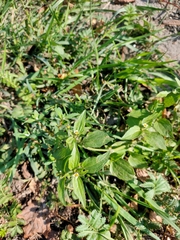 Galinsoga quadriradiata