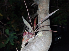 Encyclia gonzalezii
