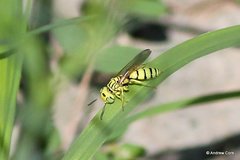 Philanthus multimaculatus