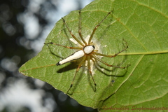 Oxyopes shweta