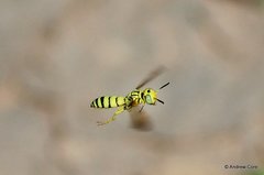 Philanthus multimaculatus