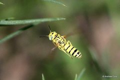 Philanthus multimaculatus