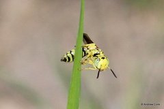 Philanthus multimaculatus