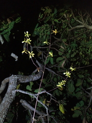 Encyclia gonzalezii