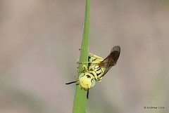 Philanthus multimaculatus