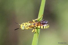 Philanthus multimaculatus