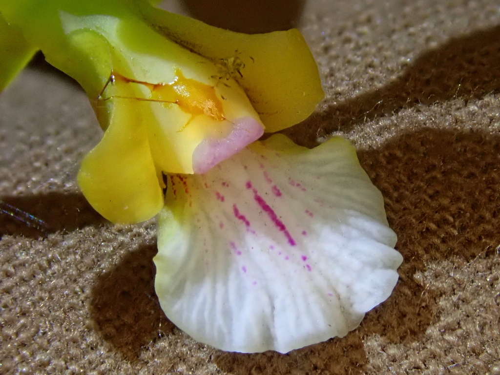 Encyclia gonzalezii