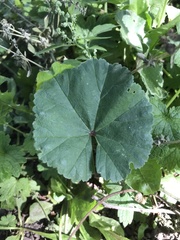 Malva pusilla