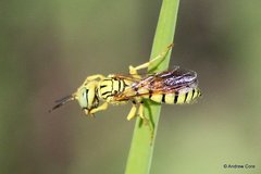 Philanthus multimaculatus